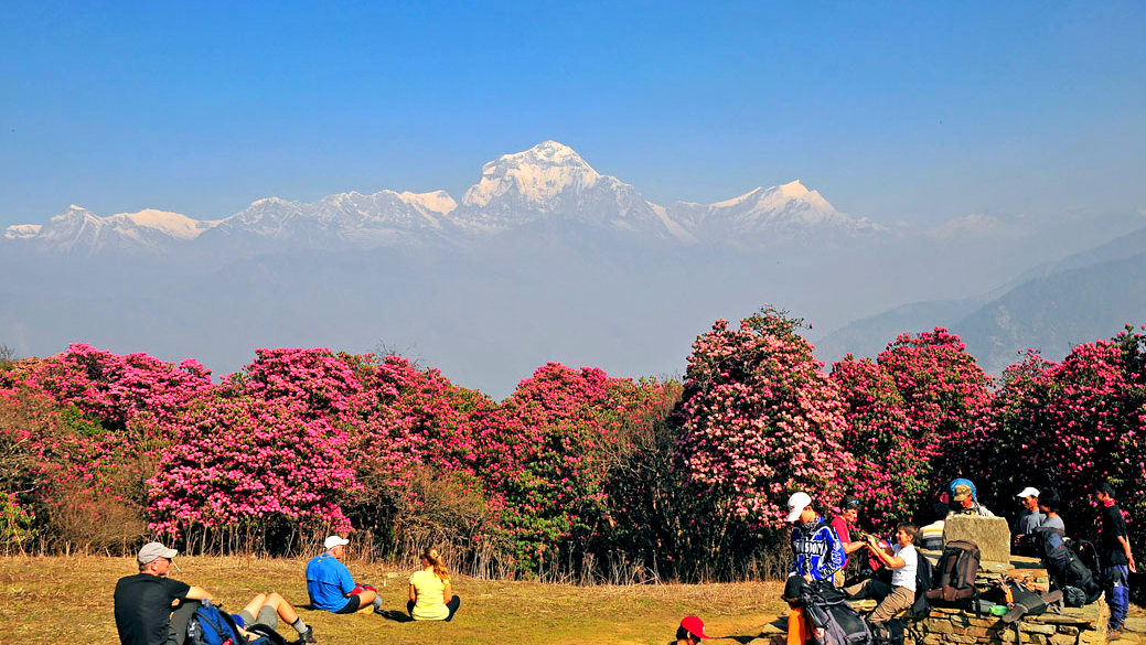 Ghorepani-Poonhill-spring-season-0-1743234052.jpg