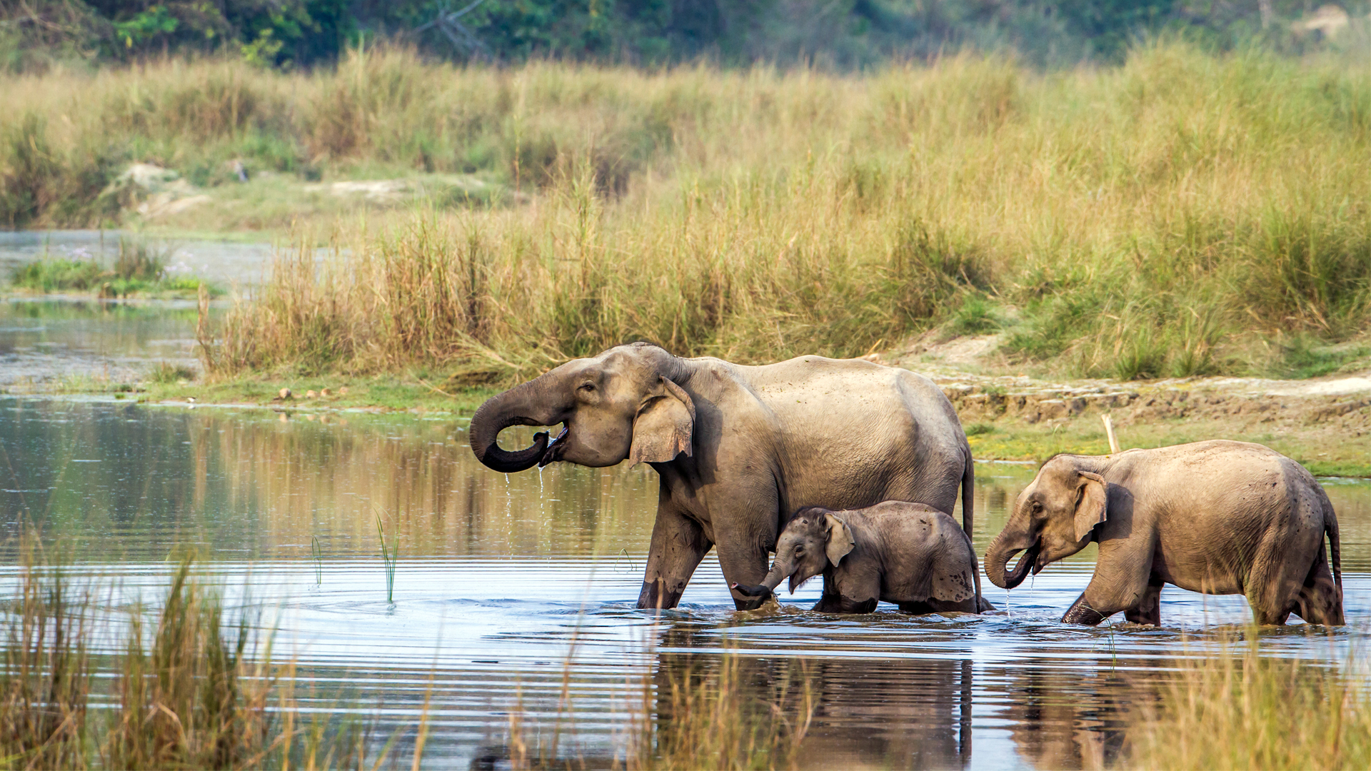 Chituwan National Park Visit in 4 Days