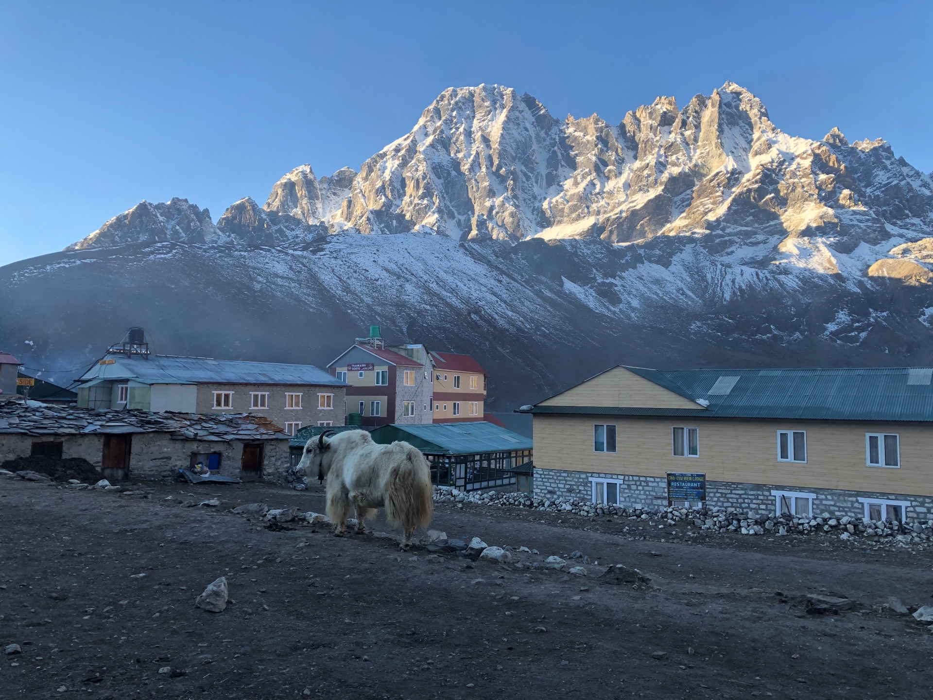 yak-in-gokyo-2mb-1743137849.jpg